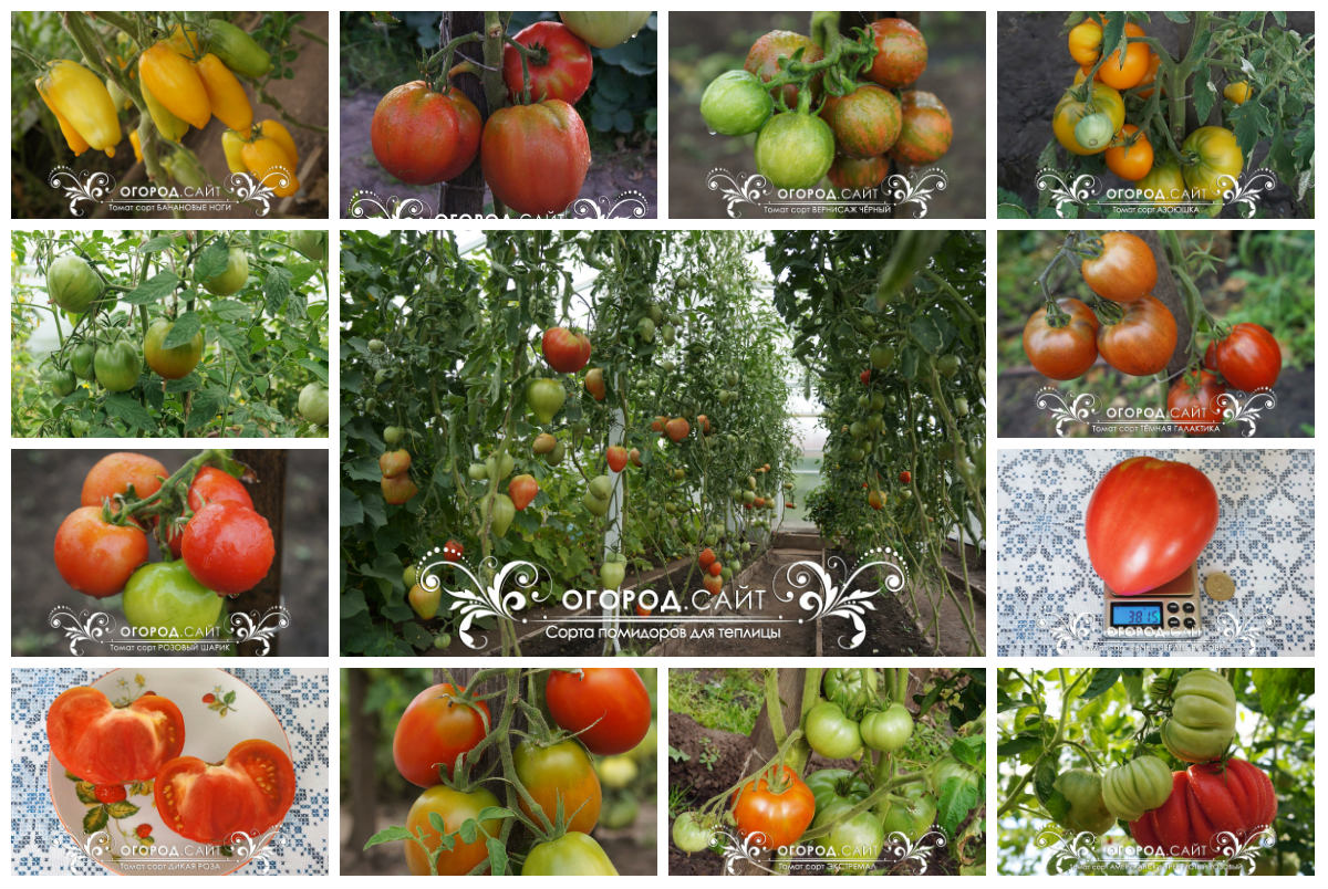 Сайт семена томат семен кузов ударение